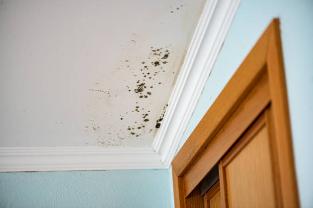 Best Crawl Space Mold Removal  in East Camden, SC