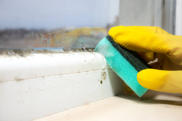 Best Certified Mold Removal  in East Camden, SC